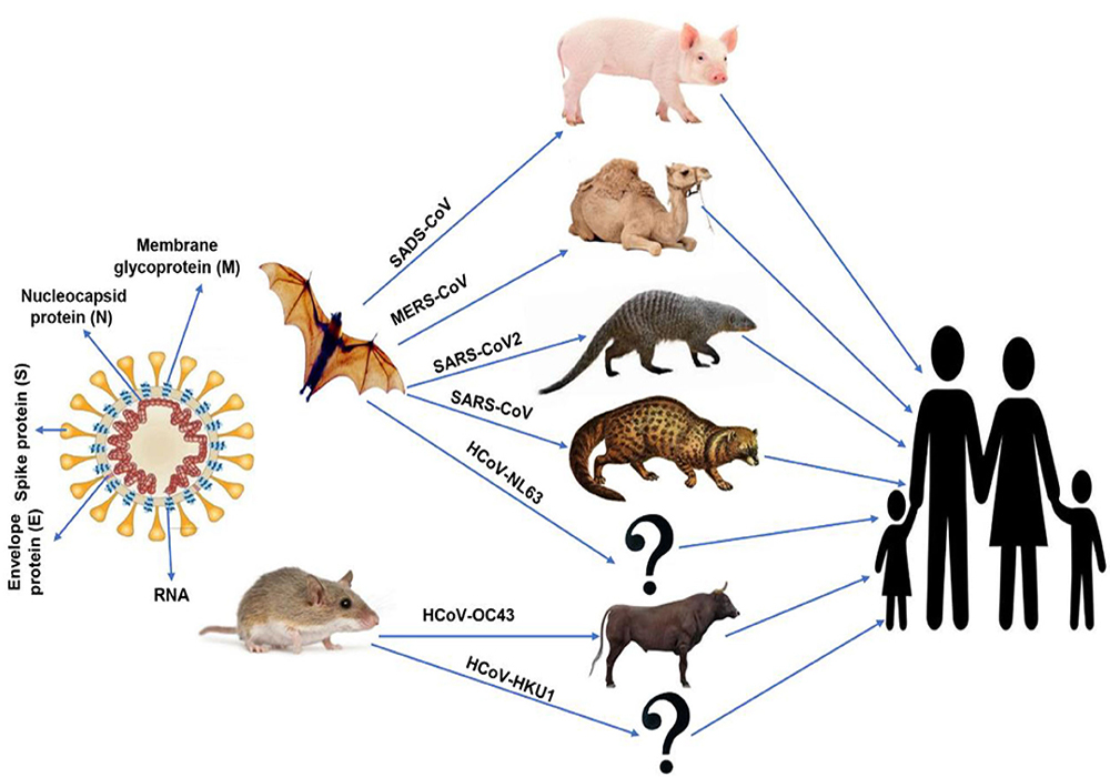 В животном царстве существует несколько веществ. Входит ли человек в царство животных. Крыса представитель царства животные. Science Humans and animals.